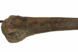 Hadrosaur (Edmontosaurus) Fibula on Metal Stand - South Dakota #210051-11